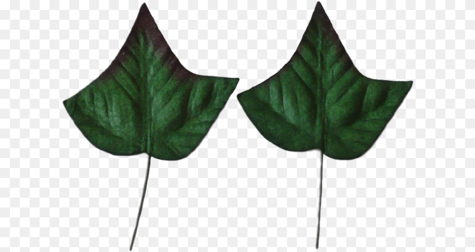 Green Mulberry Paper Ivy Leaves 35cm, Leaf, Plant, Person Png Image