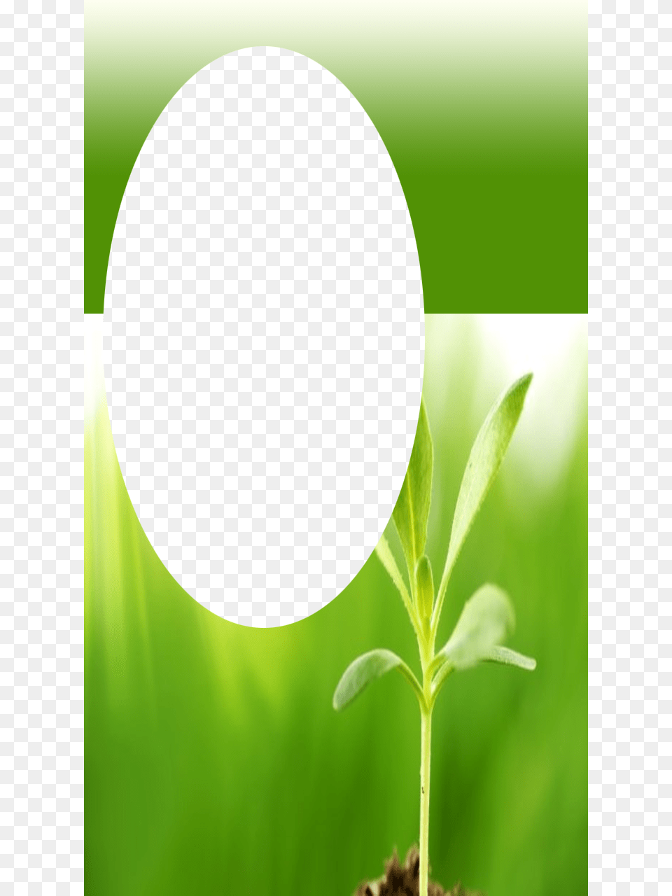Green Nature Frame Natural Frame, Leaf, Plant, Sprout, Astronomy Free Png