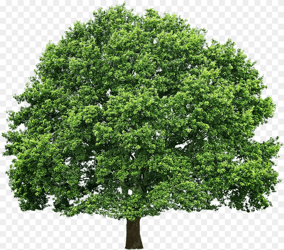 Green Oak Tree Oak Tree, Plant, Sycamore, Maple, Tree Trunk Png