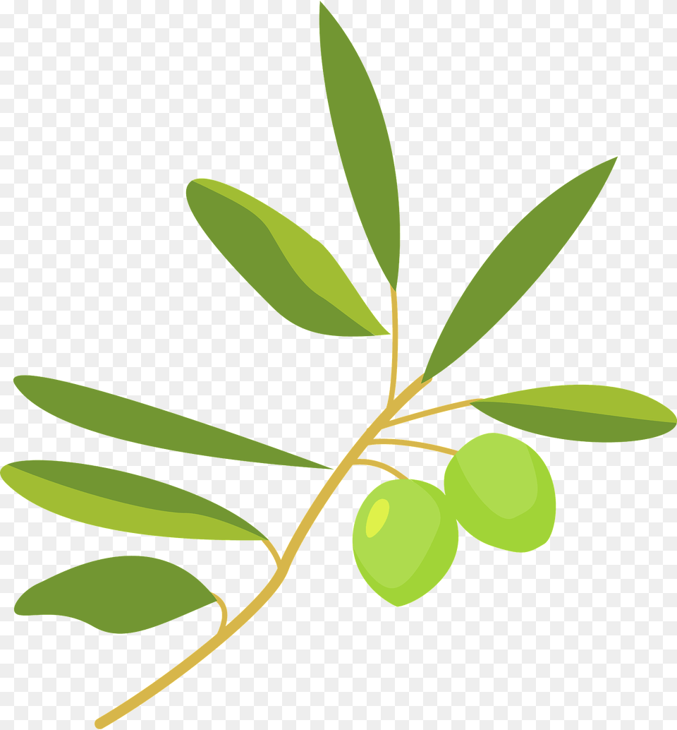 Green Olive Plant Clipart, Leaf, Tree, Vegetation, Annonaceae Png