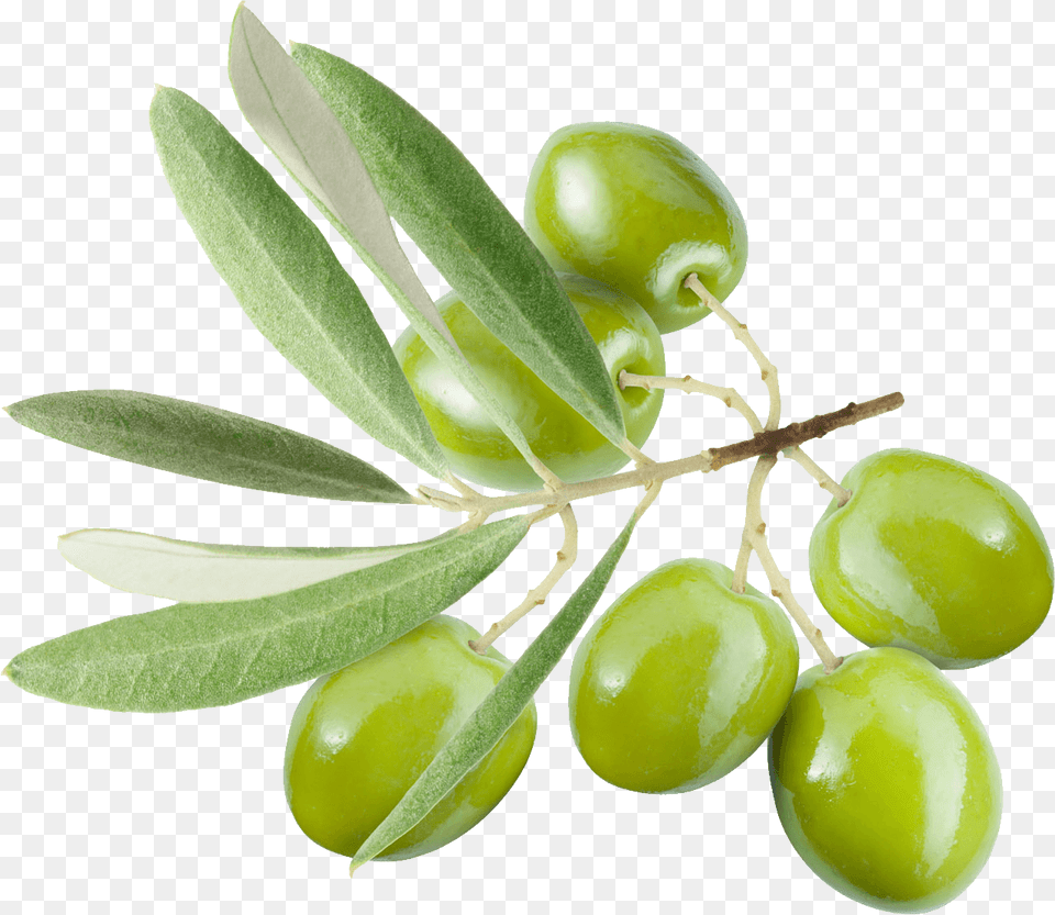 Green Olives On Branch, Food, Fruit, Leaf, Plant Free Png Download