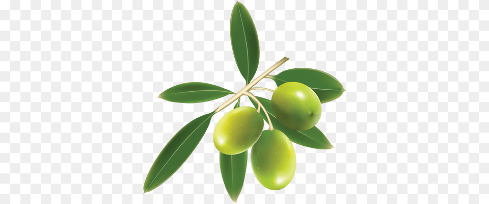 Green Olives On Branch Transparent, Plant, Leaf, Produce, Fruit Free Png