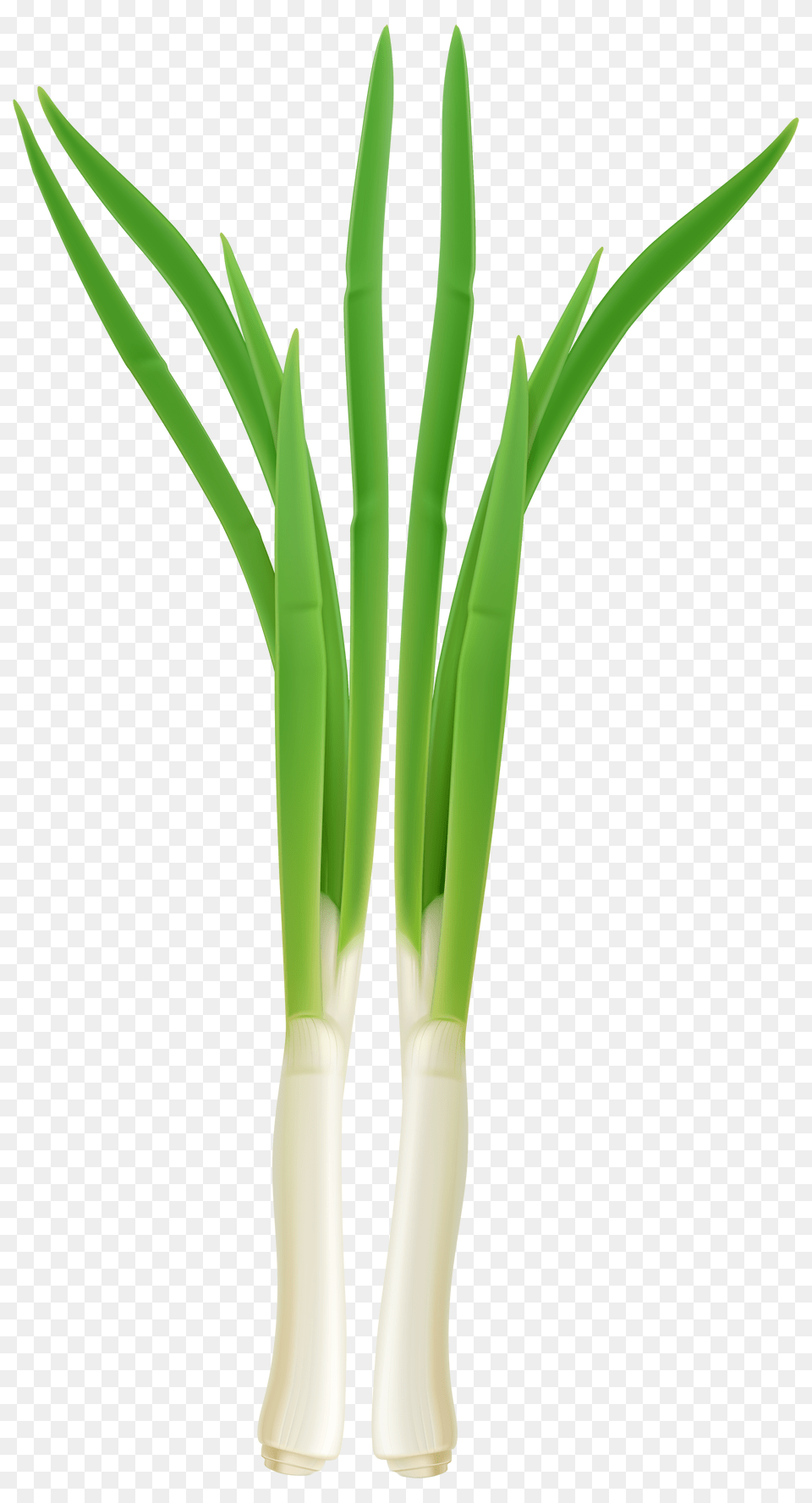 Green Onion, Food, Leek, Plant, Produce Png Image