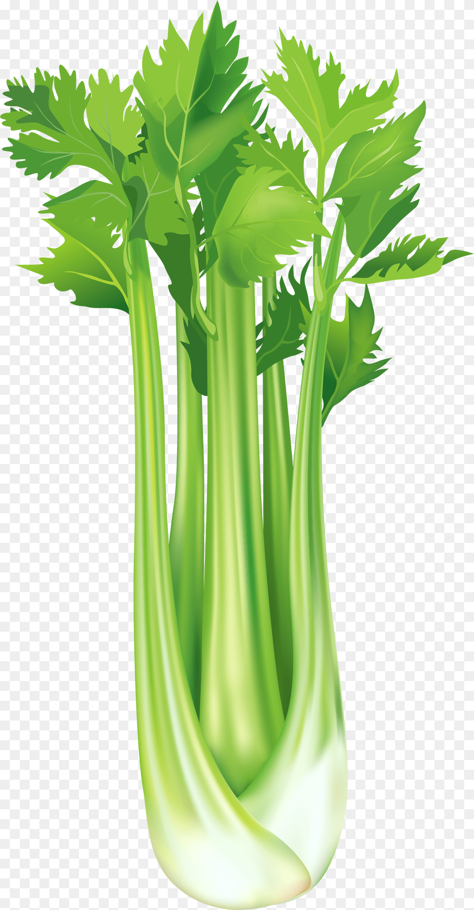 Green Onion And Celery Free Png Download