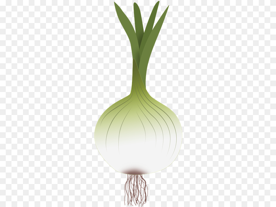 Green Onion Garlic, Food, Produce Png Image