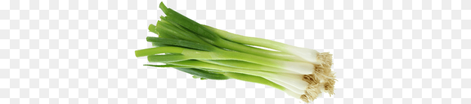 Green Onion Welsh Onion, Food, Produce, Plant, Spring Onion Free Png Download