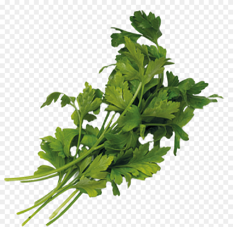 Green Onions Parsley, Herbs, Plant Free Transparent Png