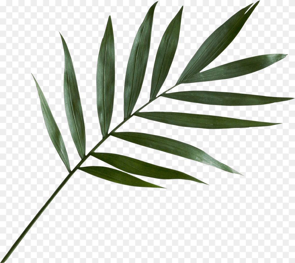 Green Palm Leaf, Plant, Tree, Palm Tree Png