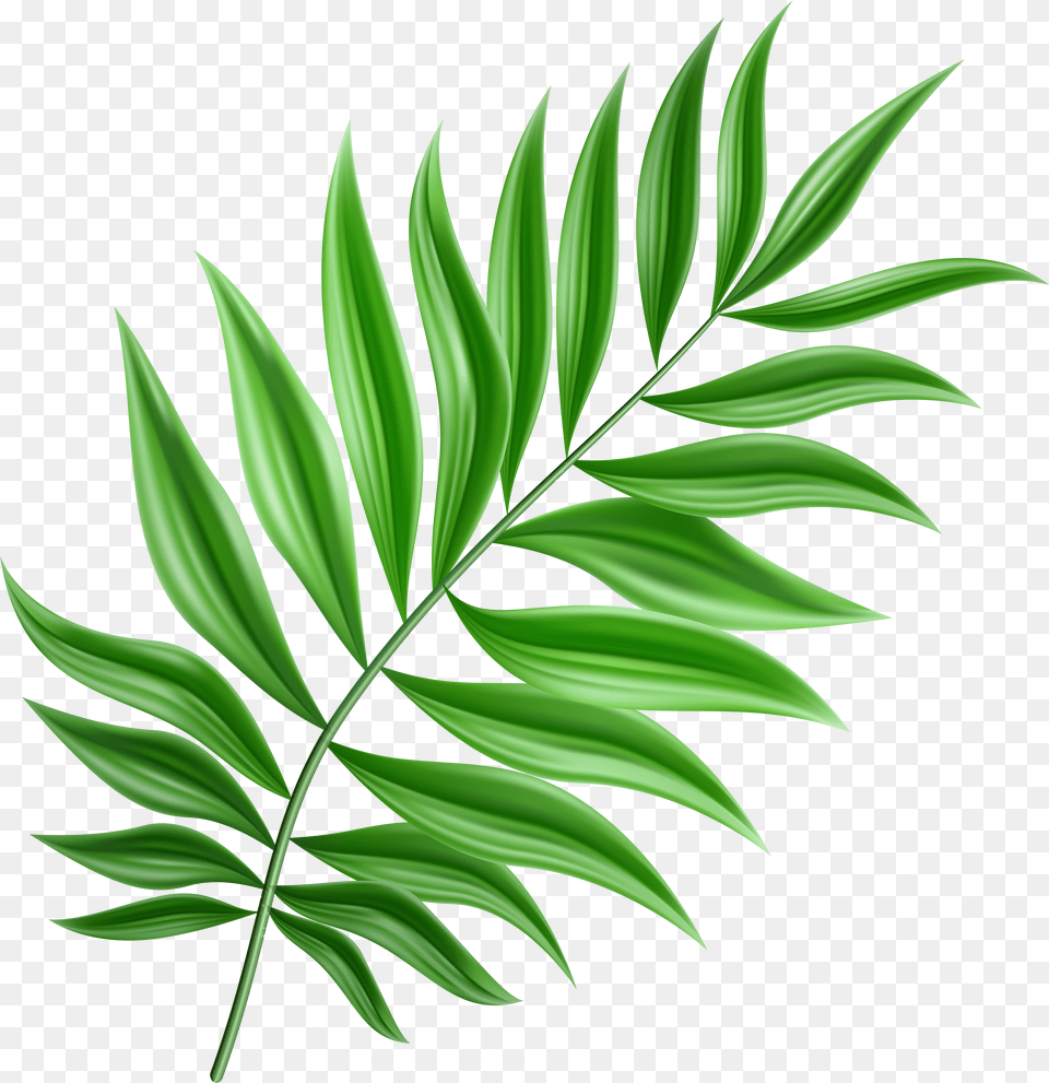 Green Palm Leaf Palm Leaf Clipart Free Png Download