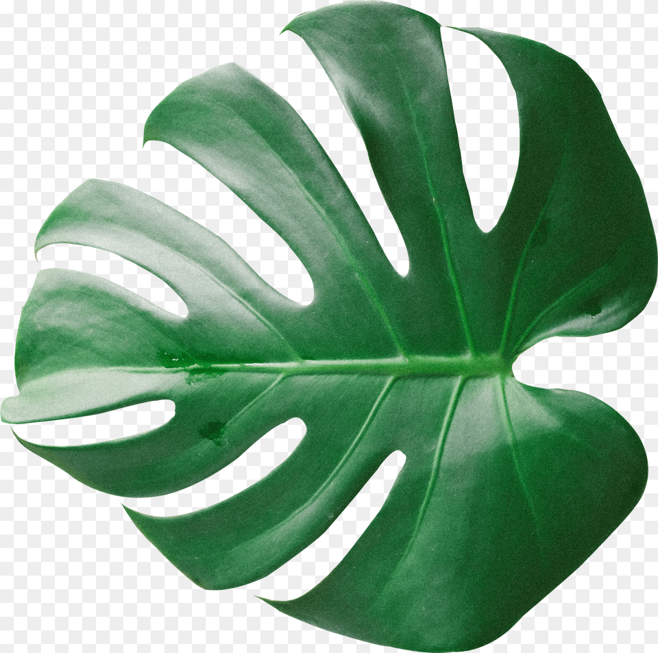 Green Palm Leaf Tree Leaves Png