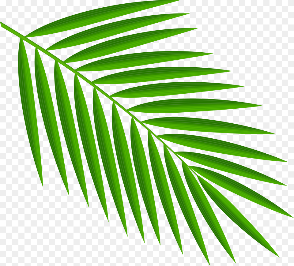Green Palm Leaves Clipart Palm Leaf Clipart Free Transparent Png