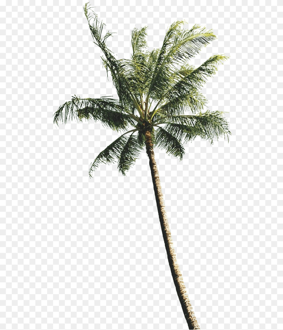 Green Palm Tree Clipart Background Real Coconut Tree, Palm Tree, Plant, Leaf Png