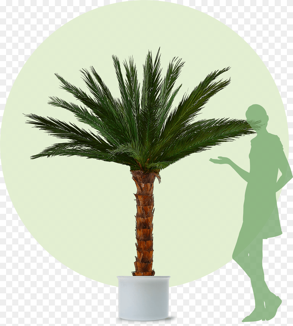 Green Palm Tree Despite Low Ceilings Palme Bestellen Png Image