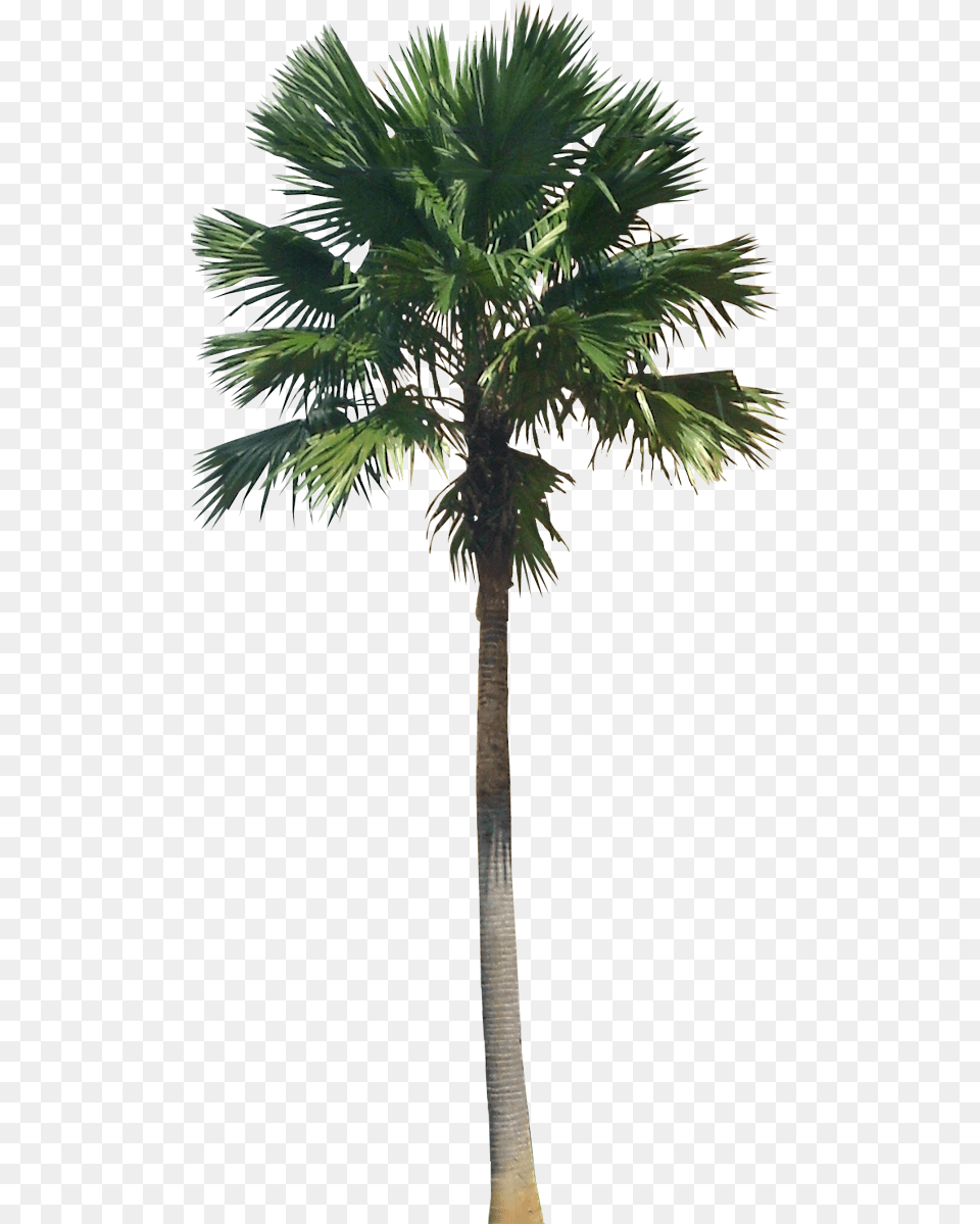 Green Palm Tree Hd Quality Play Palm Trees High Resolution, Palm Tree, Plant Png
