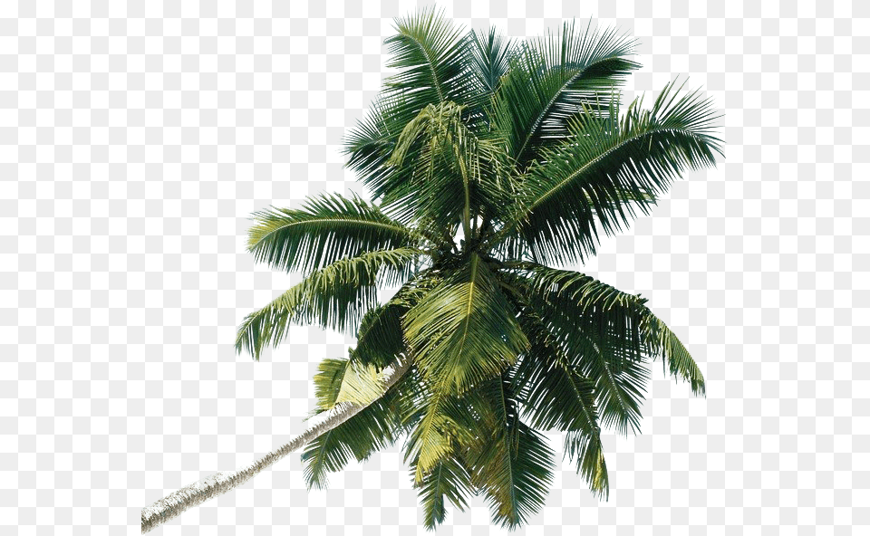 Green Palm Tree Photo Image Play Coconut Tree Transparent, Palm Tree, Plant, Leaf, Food Free Png Download