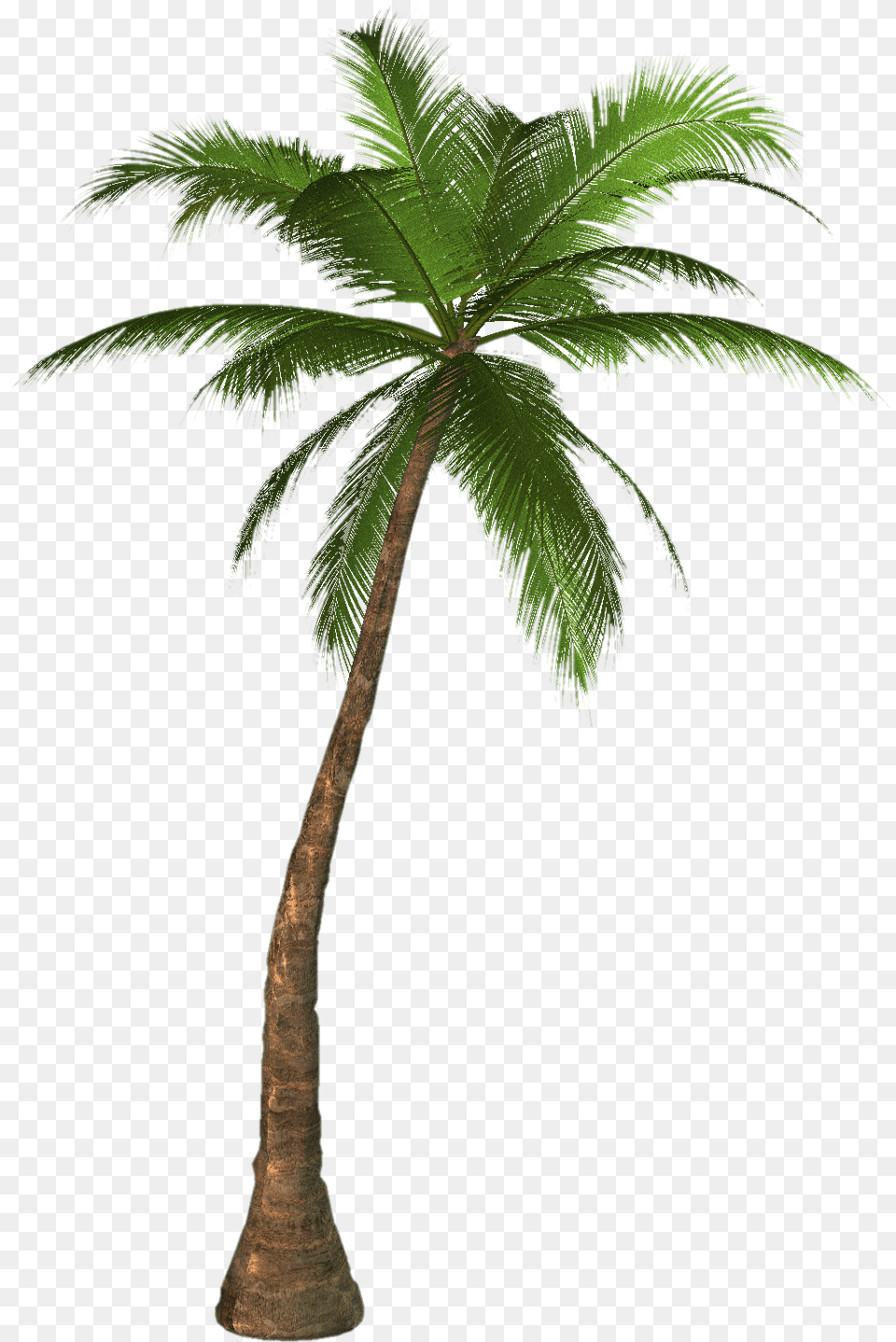 Green Palm Tree Photos Palm Tree Clip Art, Palm Tree, Plant Free Png