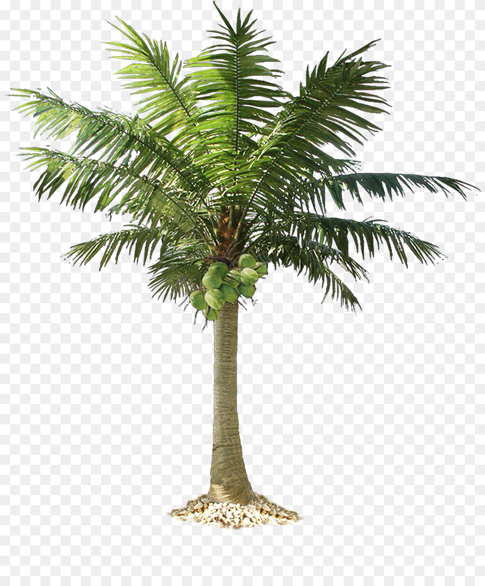 Green Palm Tree Transparent Background Play Small Coconut Tree, Palm Tree, Plant, Food, Fruit Free Png Download