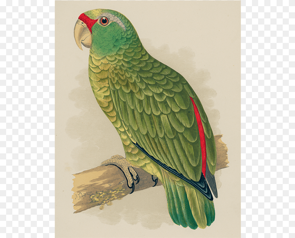 Green Parrot, Animal, Bird Free Png Download