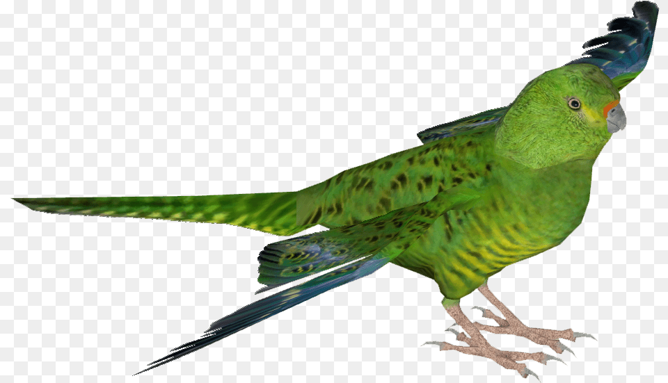 Green Parrot, Animal, Bird, Parakeet Free Png Download
