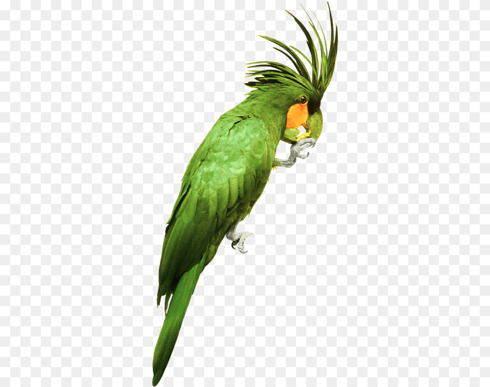 Green Parrot, Animal, Bird Free Transparent Png