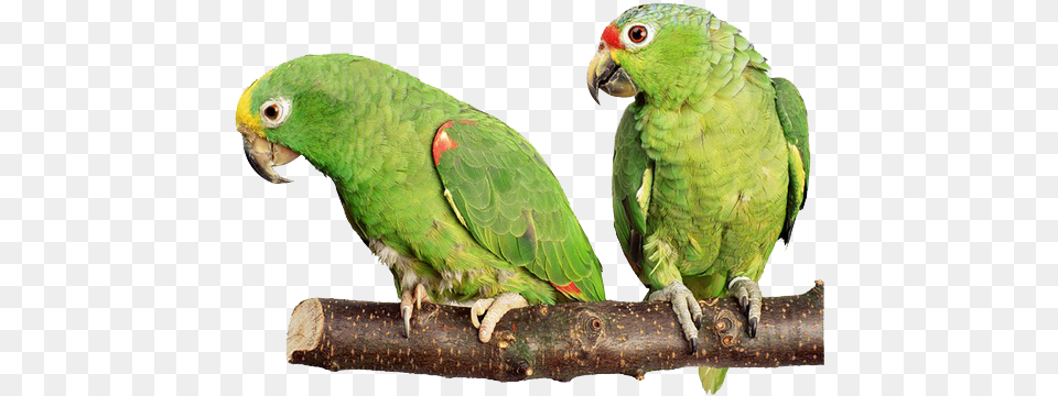 Green Parrot, Animal, Bird Free Png