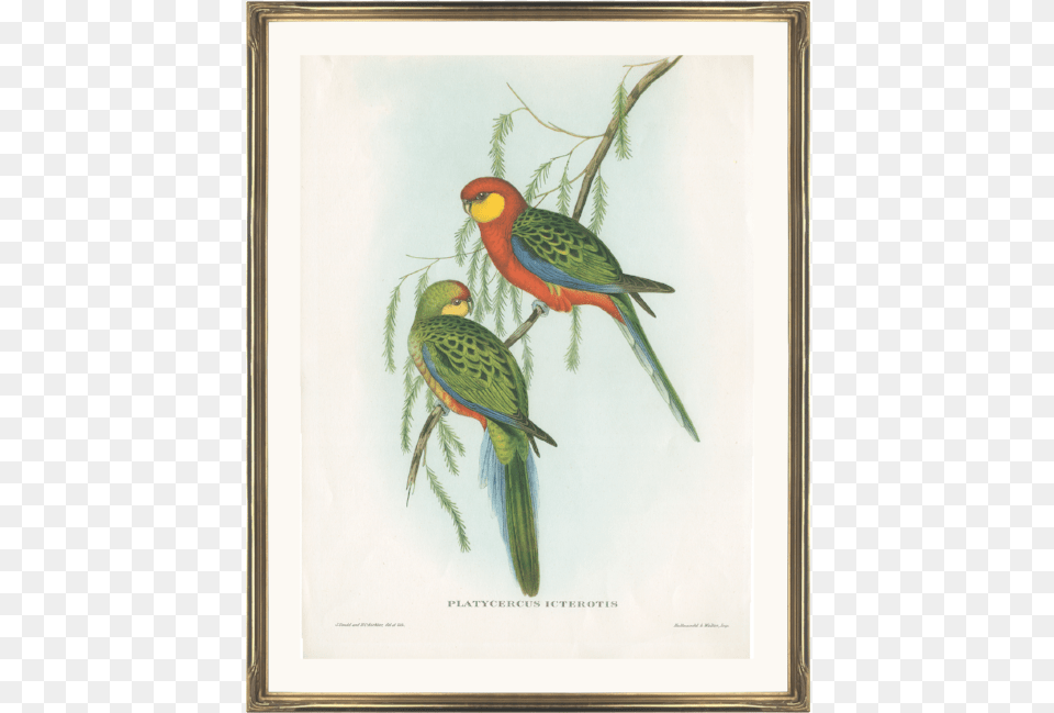 Green Parrot, Animal, Bird, Parakeet Free Png