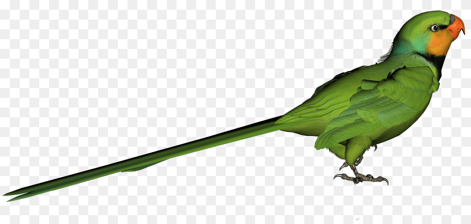 Green Parrot Clipart, Animal, Bird, Parakeet Free Transparent Png