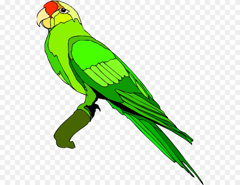 Green Parrot Cliparts Download Parrot Clipart, Animal, Bird, Parakeet Png Image