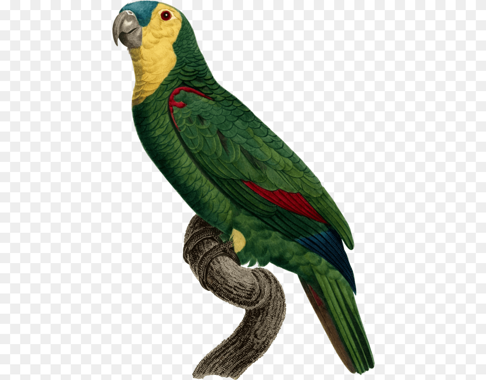 Green Parrot Drawing Passaros, Animal, Bird Free Transparent Png