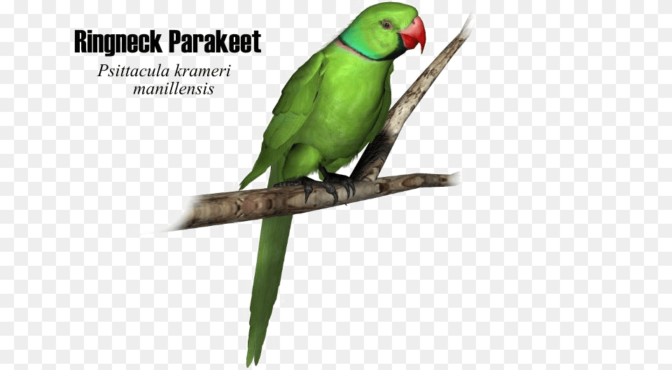 Green Parrot High Quality Image Parrot, Animal, Bird, Parakeet Png