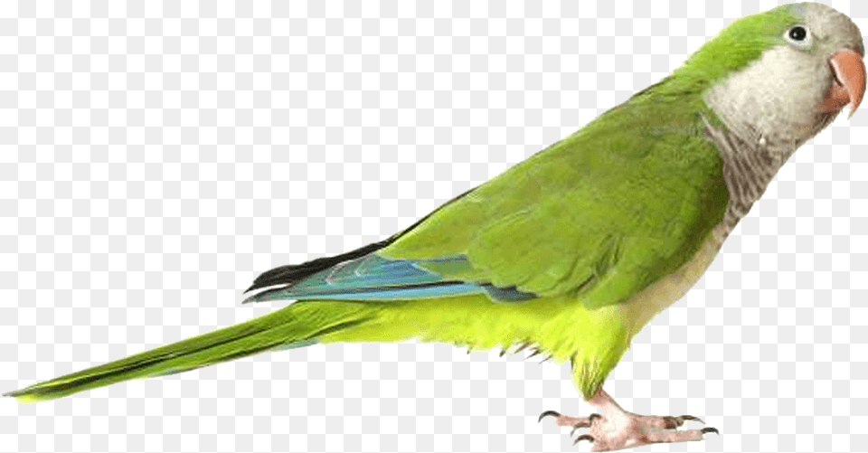 Green Parrot Image Parrot, Animal, Bird, Parakeet Free Transparent Png