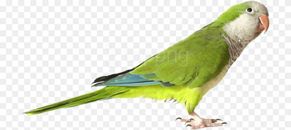 Green Parrot Images Background Green Quaker Parrot, Animal, Bird, Parakeet Free Png Download