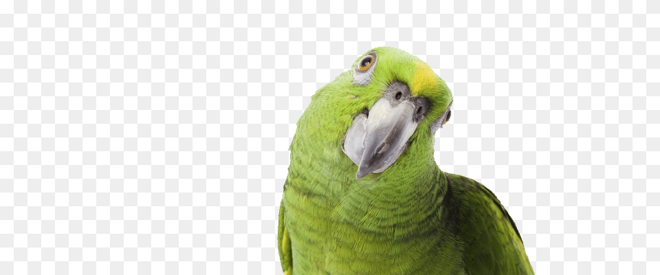 Green Parrot Side Looking, Animal, Bird Png