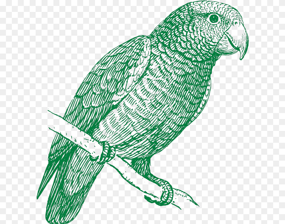Green Parrot Svg Clip Arts Parrot In Black And White Vector, Animal, Bird, Art Free Png Download