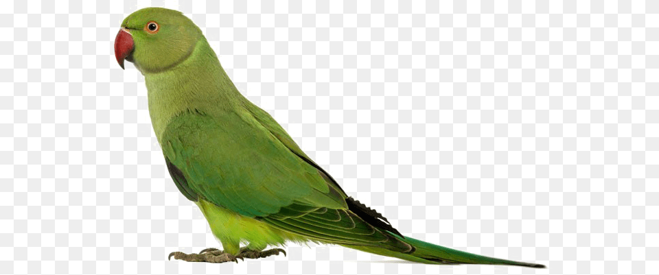 Green Parrot Transparent Ringneck Parakeets Ringneck Parakeets Facts Amp, Animal, Bird, Parakeet Png Image
