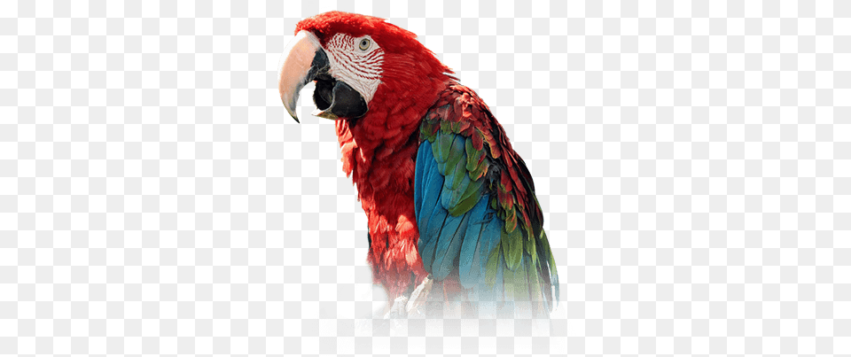 Green Parrots, Animal, Bird, Macaw, Parrot Free Png