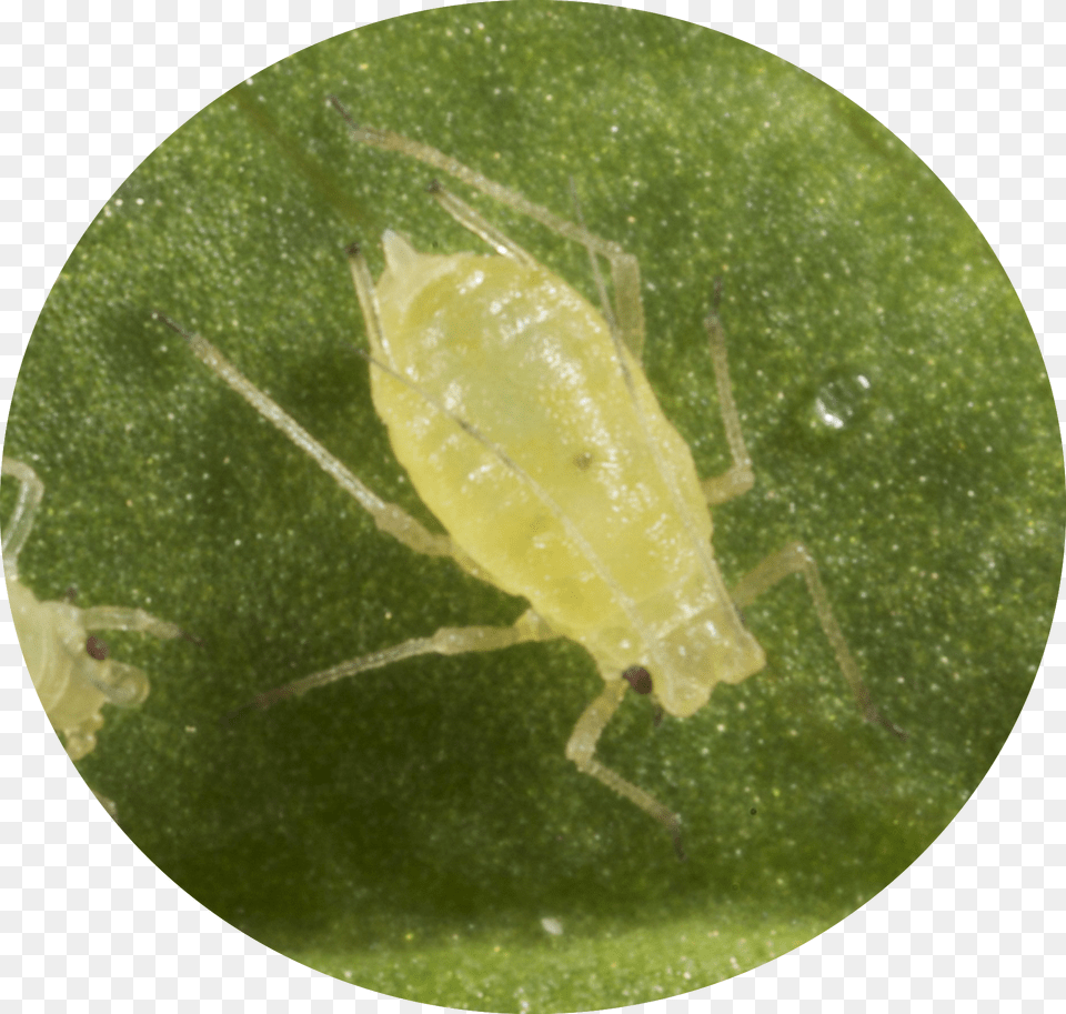Green Peach Aphids Aphid, Animal, Insect, Invertebrate, Plant Free Transparent Png