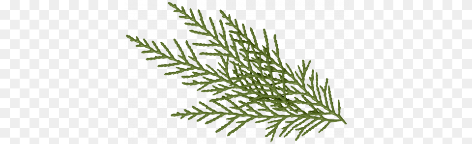 Green Pine Branch Graphic By Sheila Reid Christmas Day, Conifer, Plant, Tree, Fir Free Transparent Png