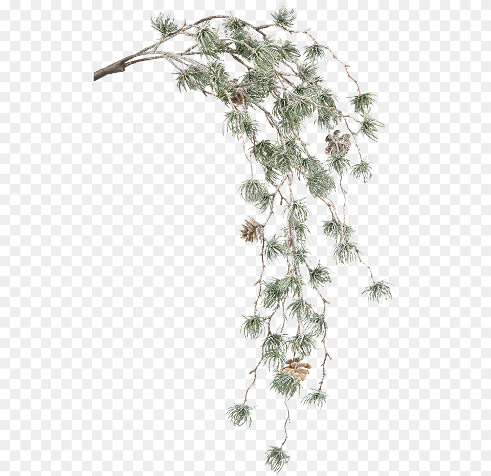 Green Pine Branch With Cones Casuarina, Conifer, Plant, Tree, Potted Plant Free Transparent Png