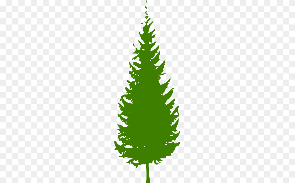 Green Pine Tree Clipart For Web, Fir, Plant, Conifer, Leaf Png Image