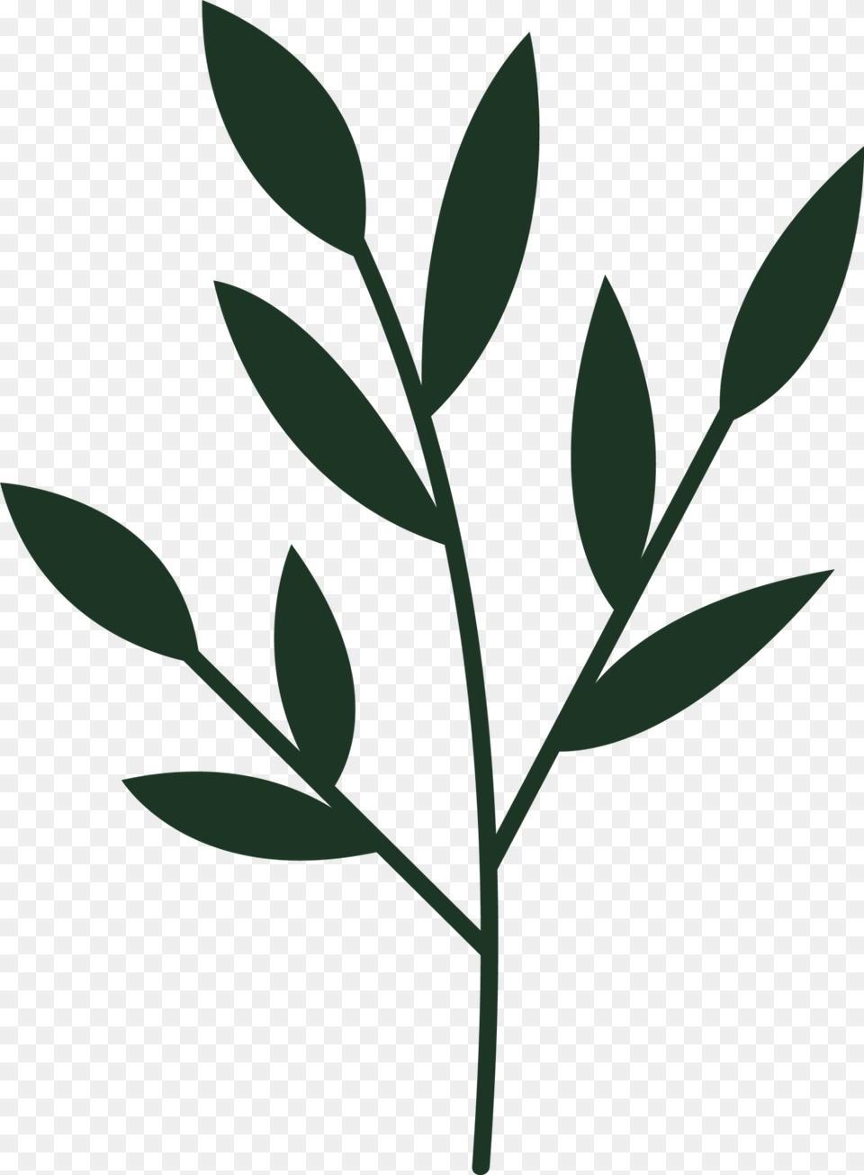 Green Plant, Herbs, Herbal, Leaf, Astragalus Png Image