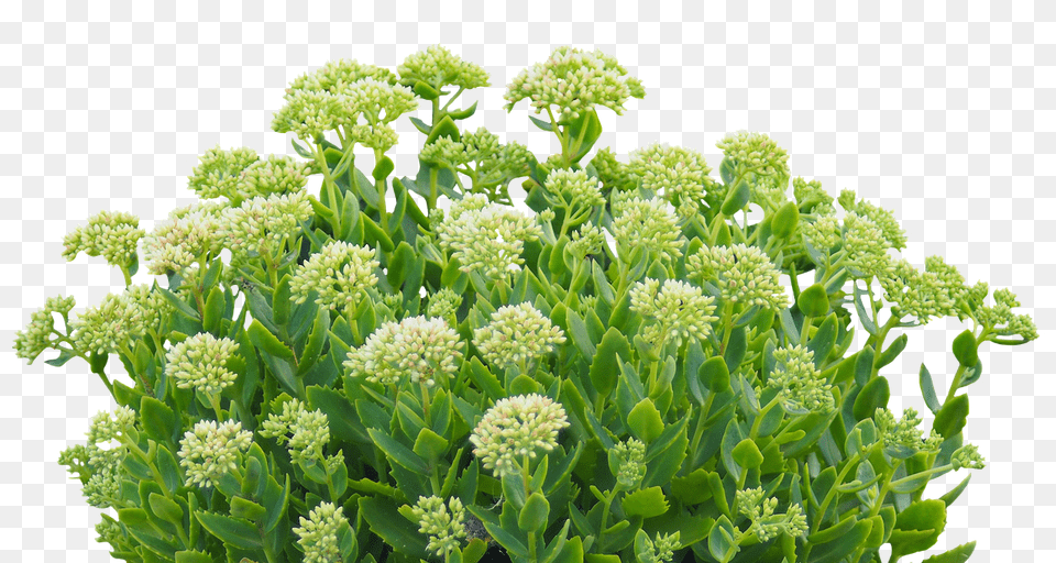 Green Plant Flower, Herbal, Herbs, Apiaceae Free Png Download