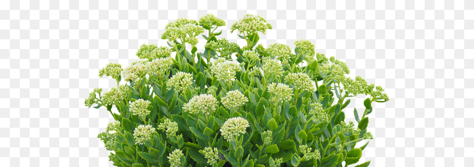 Green Plant Flower, Apiaceae, Herbal, Herbs Free Png