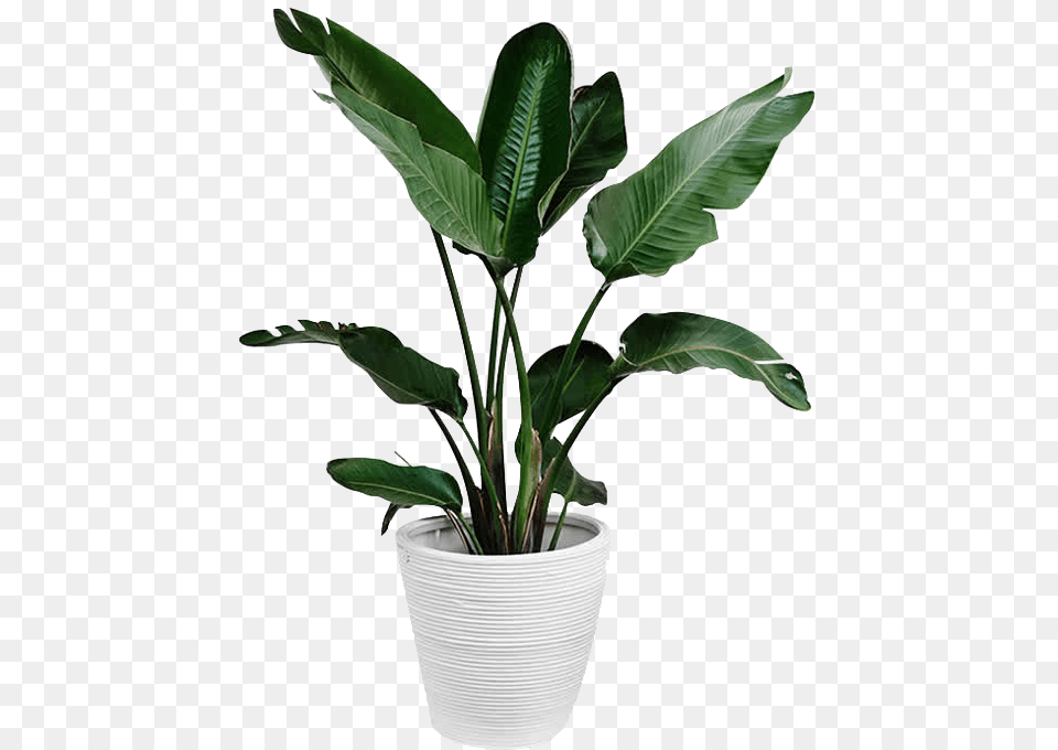 Green Plant, Leaf, Potted Plant, Flower, Pottery Free Transparent Png