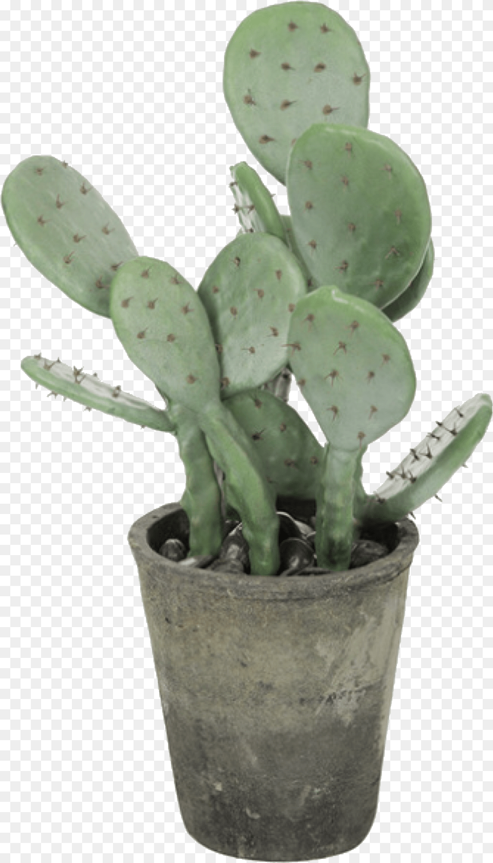 Green Plant Aesthetic Plant, Cactus Free Transparent Png