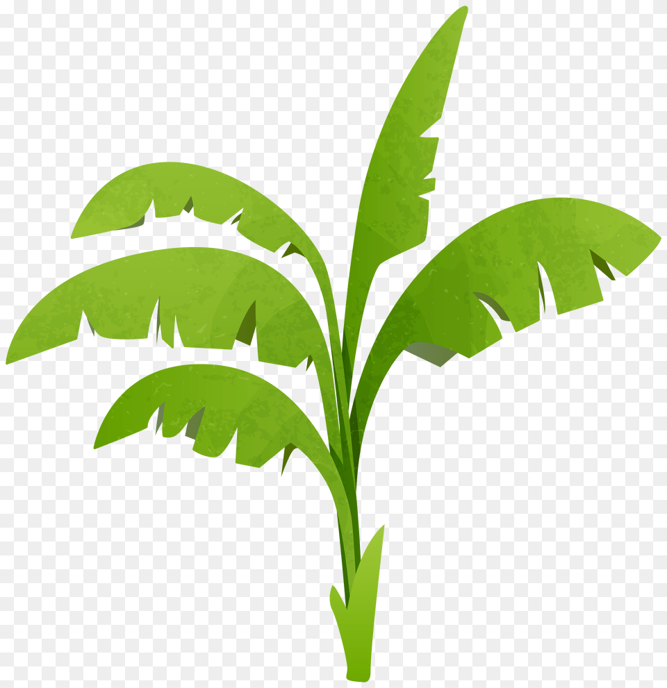 Green Plant Clipart, Herbal, Herbs, Leaf, Vegetation Free Transparent Png