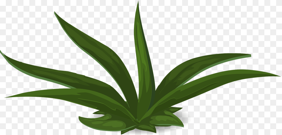 Green Plant Clipart, Aloe Png