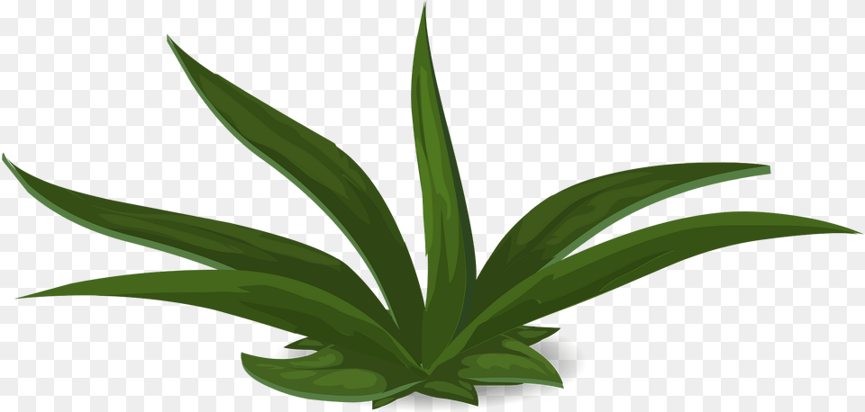 Green Plant Clipart, Aloe Png