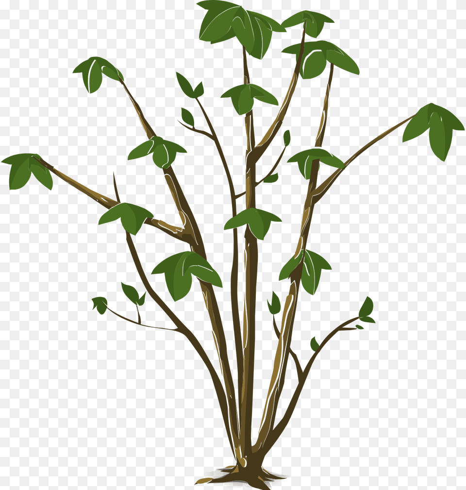 Green Plant Clipart, Tree, Vegetation, Oak, Sycamore Free Png