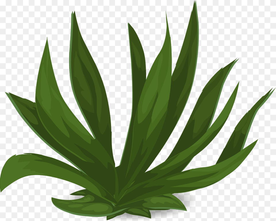 Green Plant Clipart, Leaf, Grass, Aloe, Agavaceae Png Image